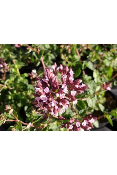 Душица/Материнка/Орегано Хот енд Спайси